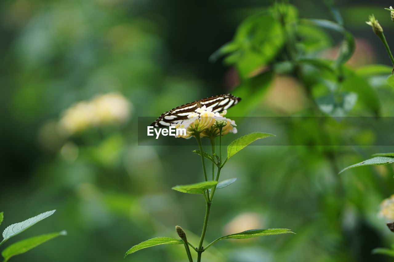 CLOSE-UP OF BUTTERFLY ON WHITE FLOWER