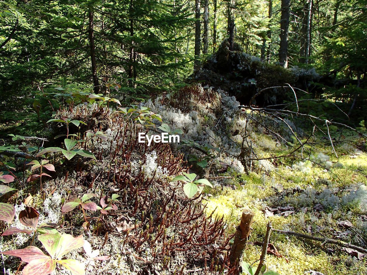 PLANTS GROWING IN FOREST