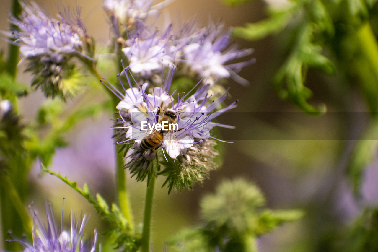 Bee gathering pollen on purple flower