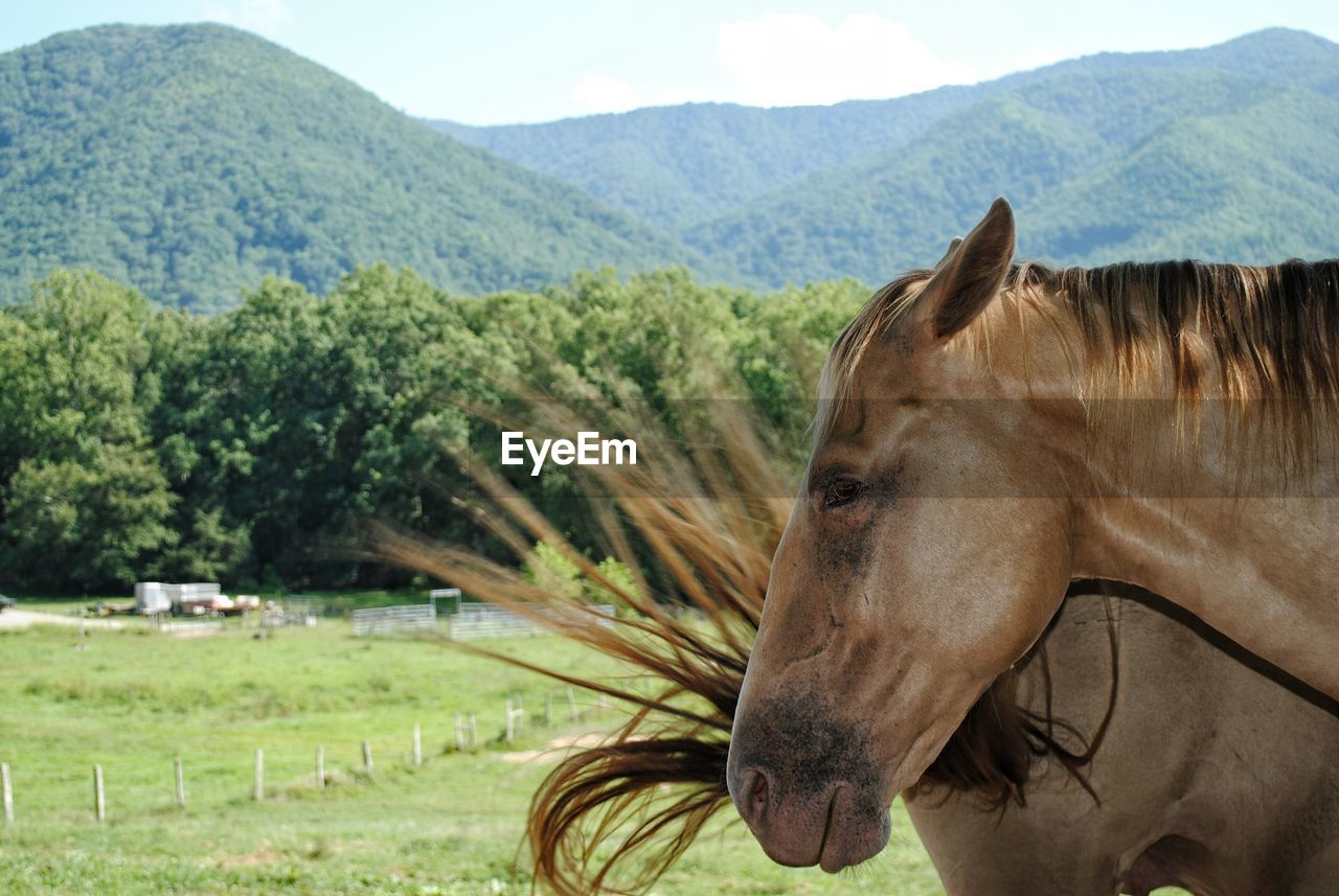 Brown horses at pasture against mountains