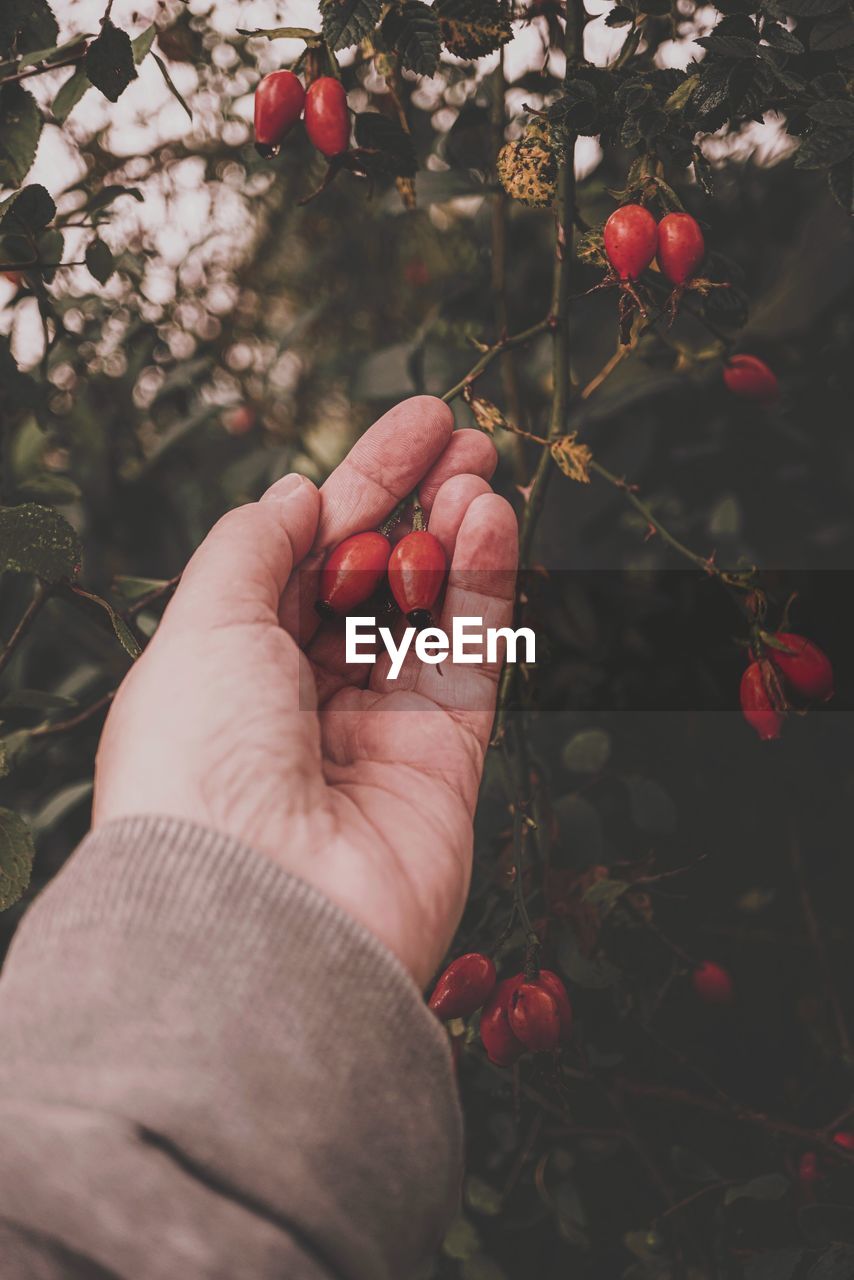 close-up of hand holding berries