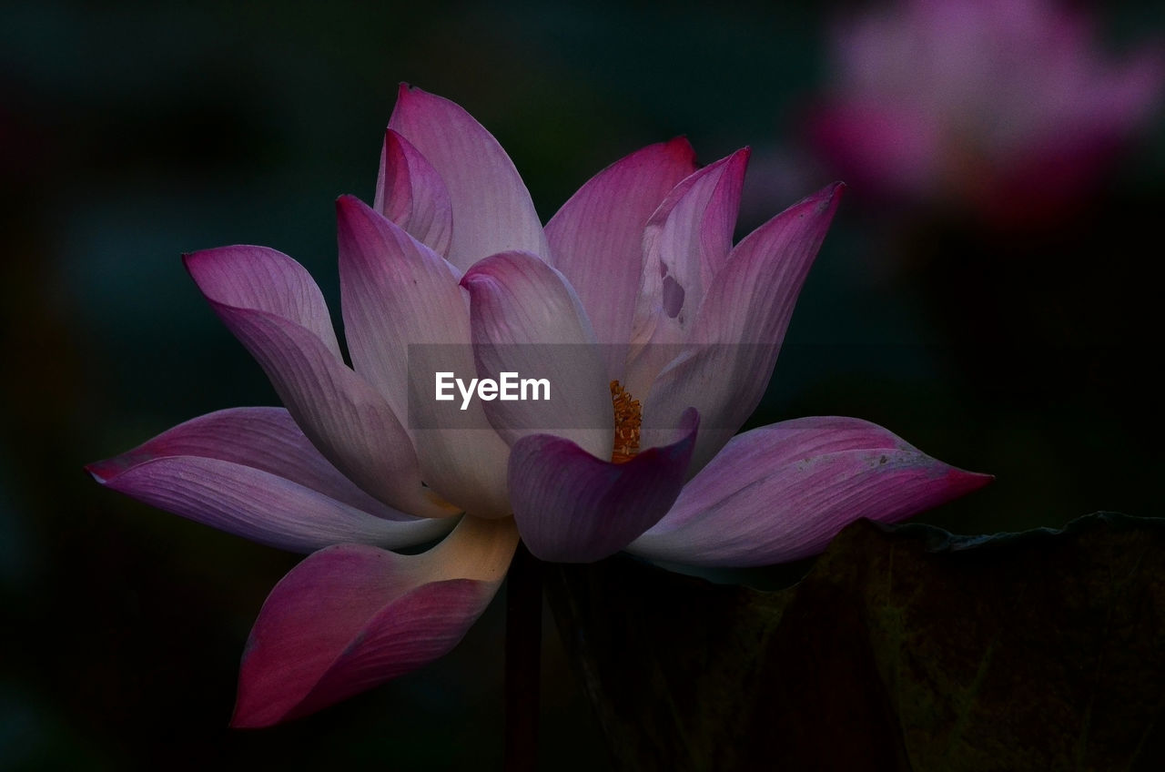 CLOSE-UP OF PINK WATER LILY IN PURPLE