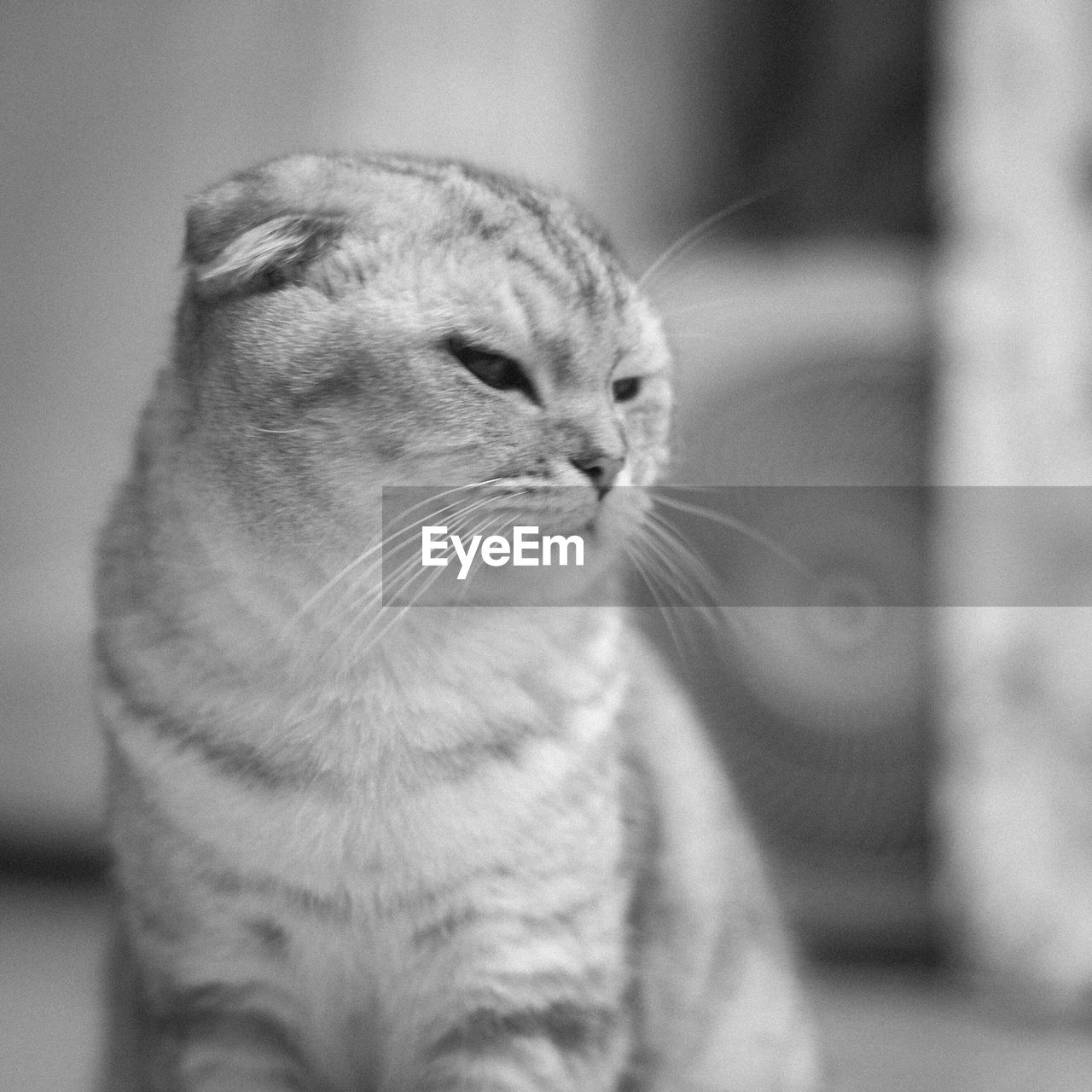 CLOSE-UP OF CAT LOOKING AWAY