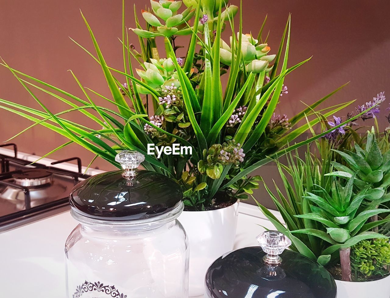 Close-up of potted plant on table