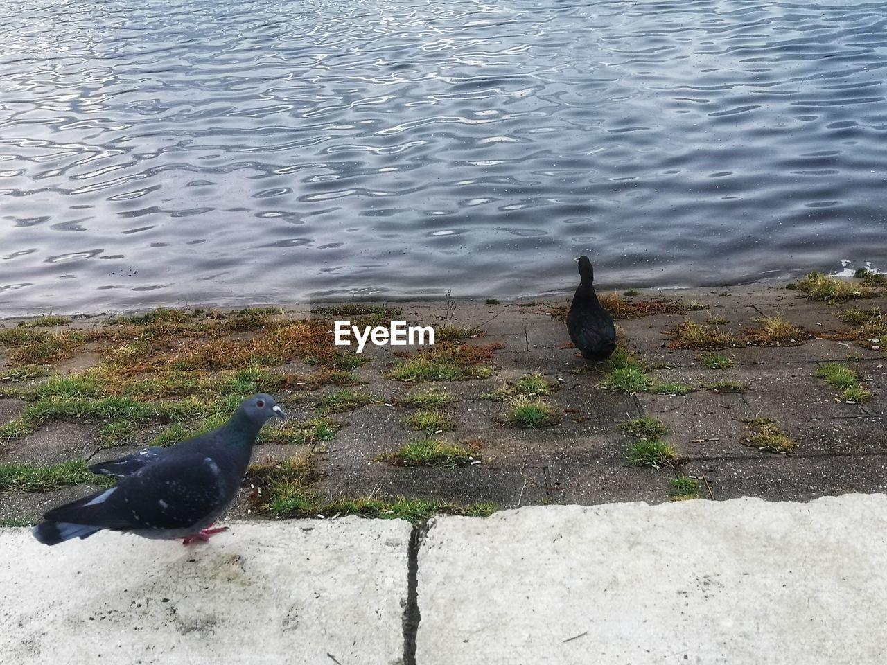 HIGH ANGLE VIEW OF DUCKS ON SHORE