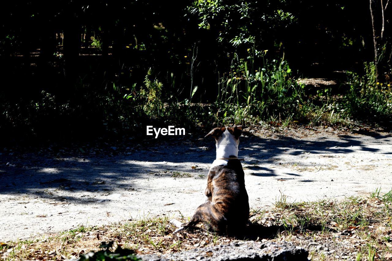 CAT ON FIELD BY TREES