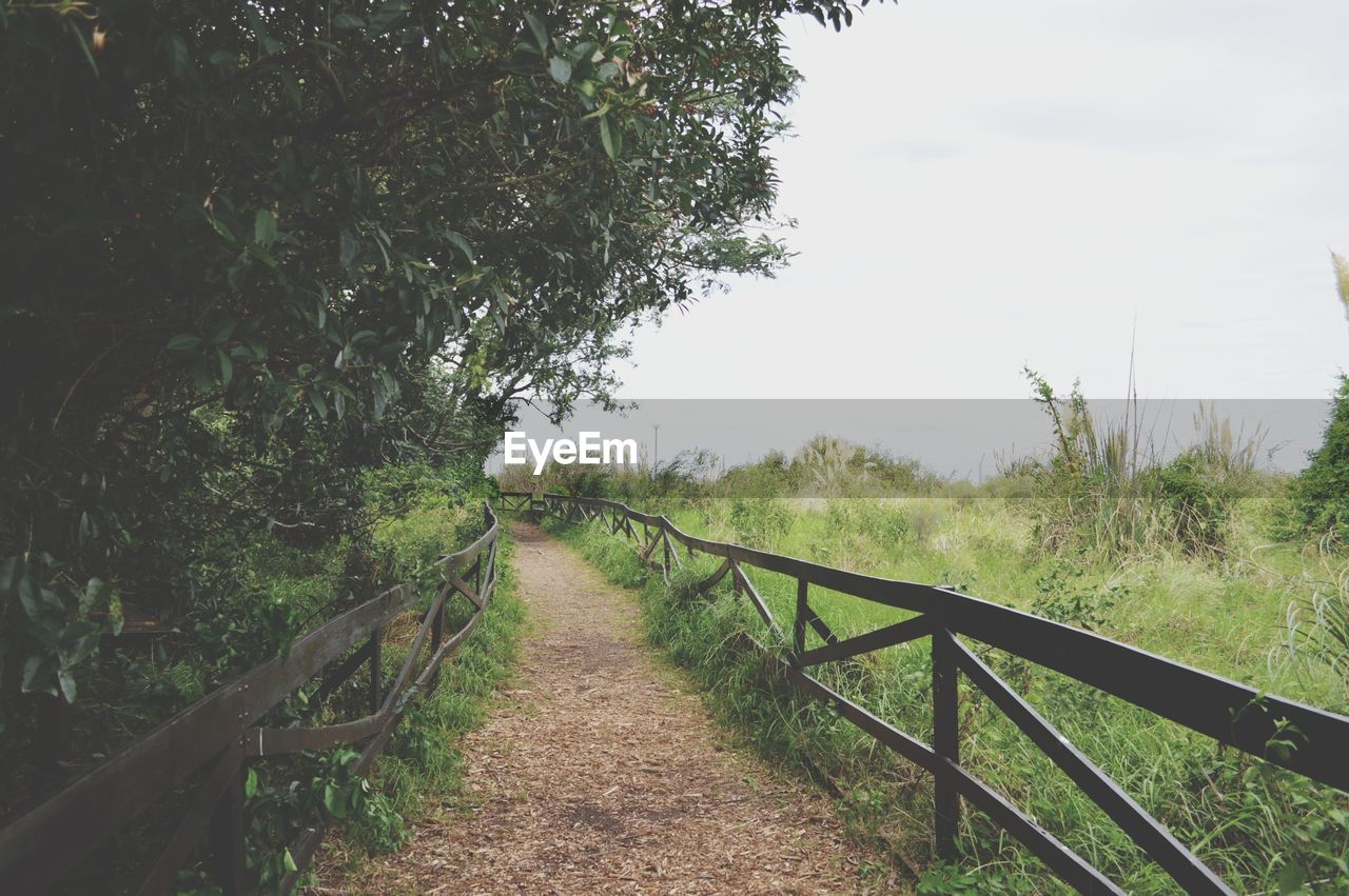 Empty walkway by plants