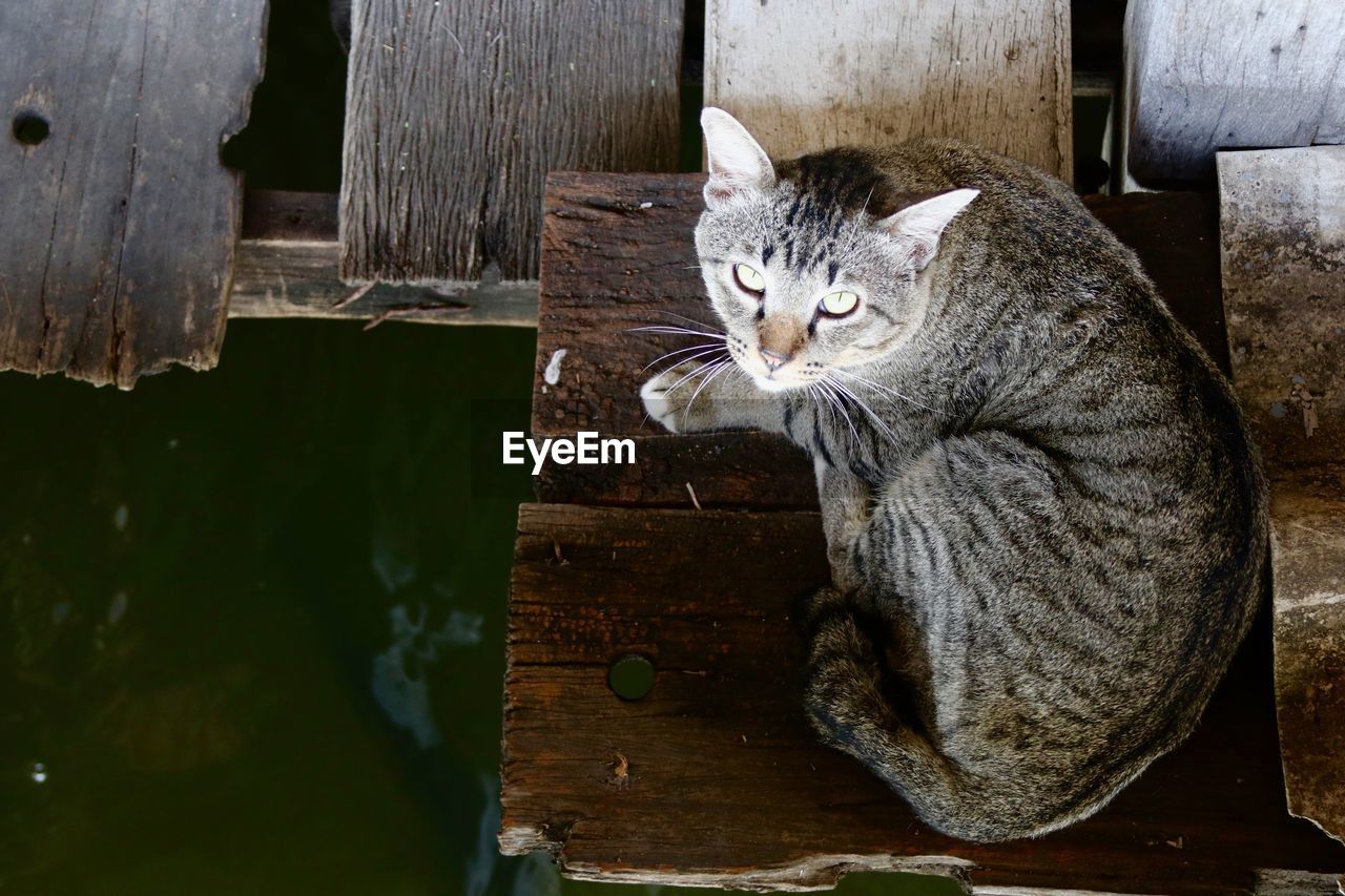 Portrait of cat sitting on wooden plank