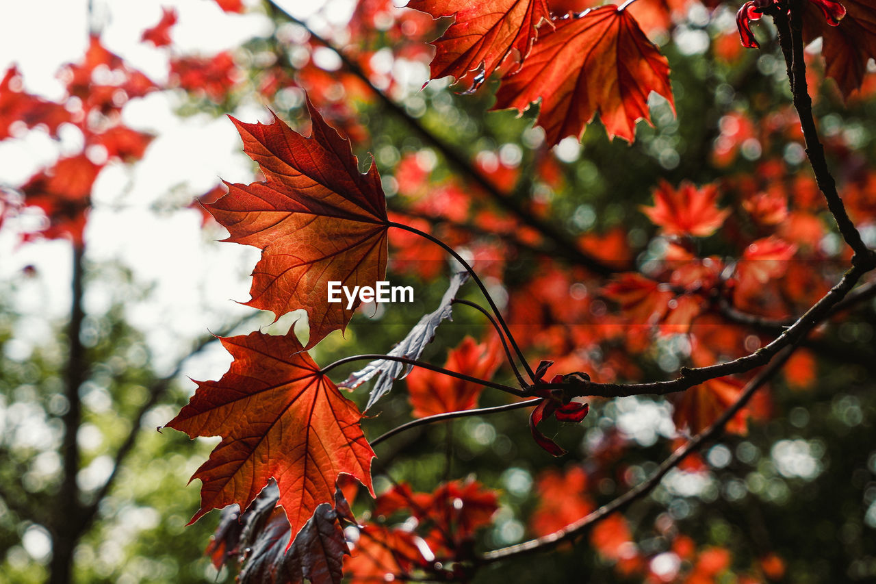 low angle view of red leaves on tree