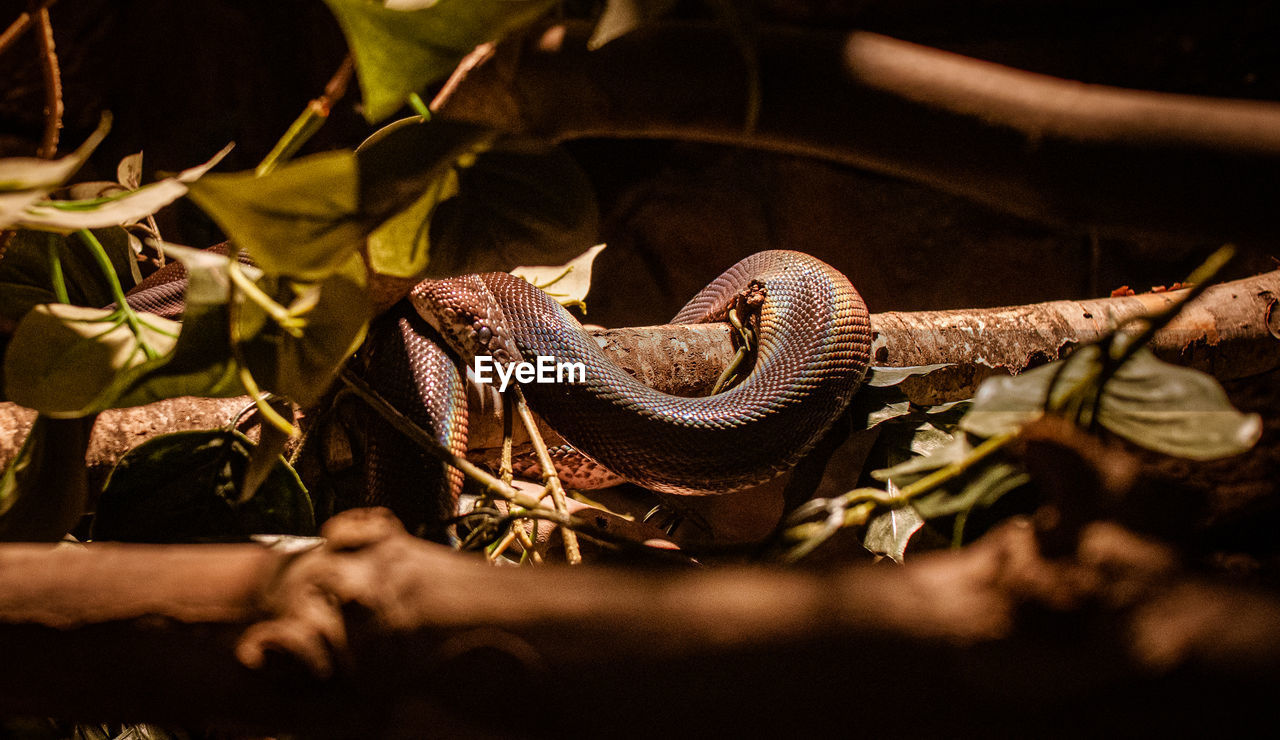 Close-up of snake on plant