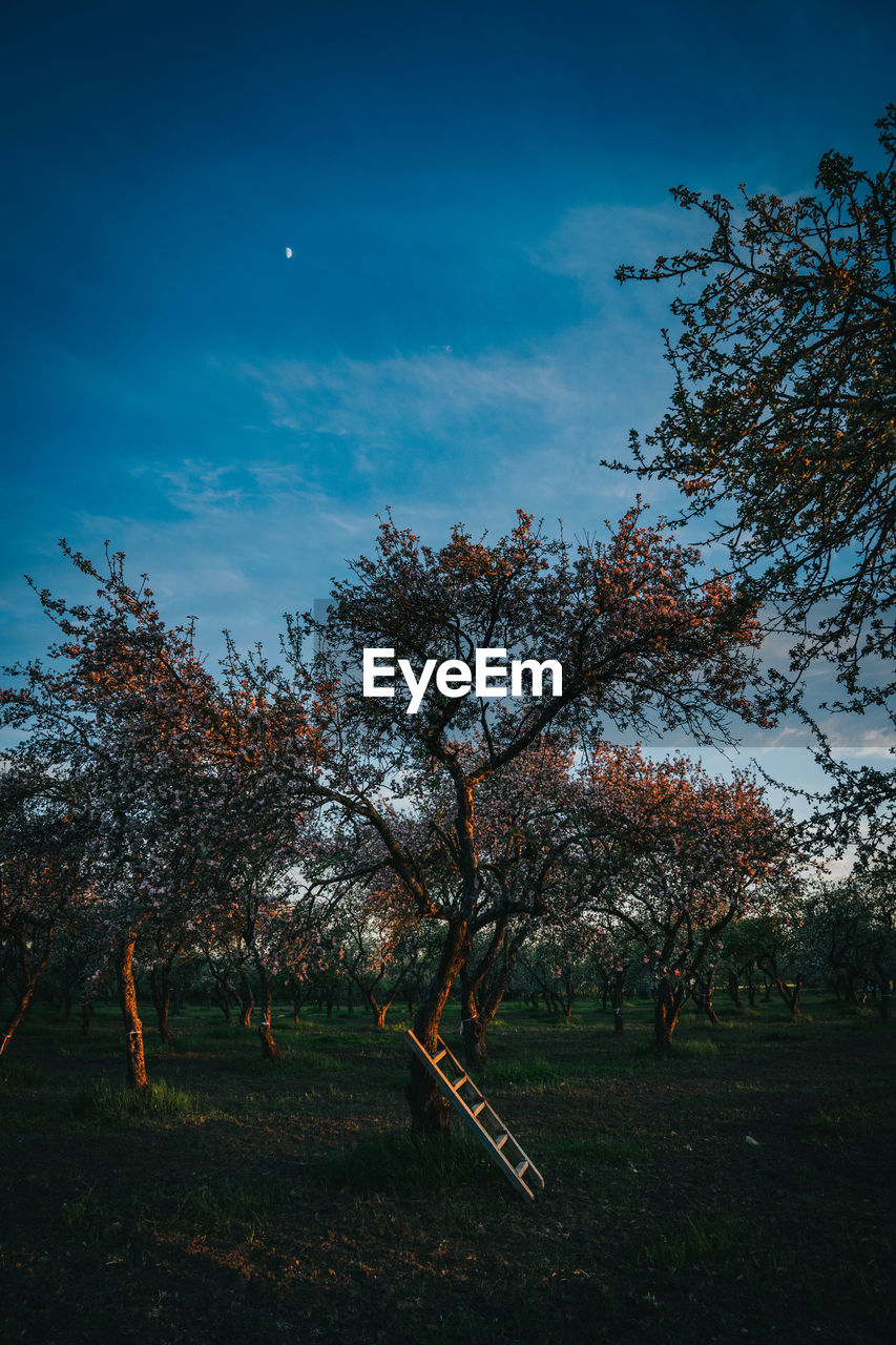 TREES GROWING ON FIELD AGAINST SKY