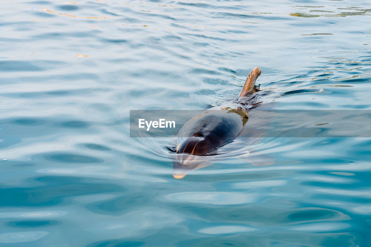 High angle view of dolphin swimming in sea