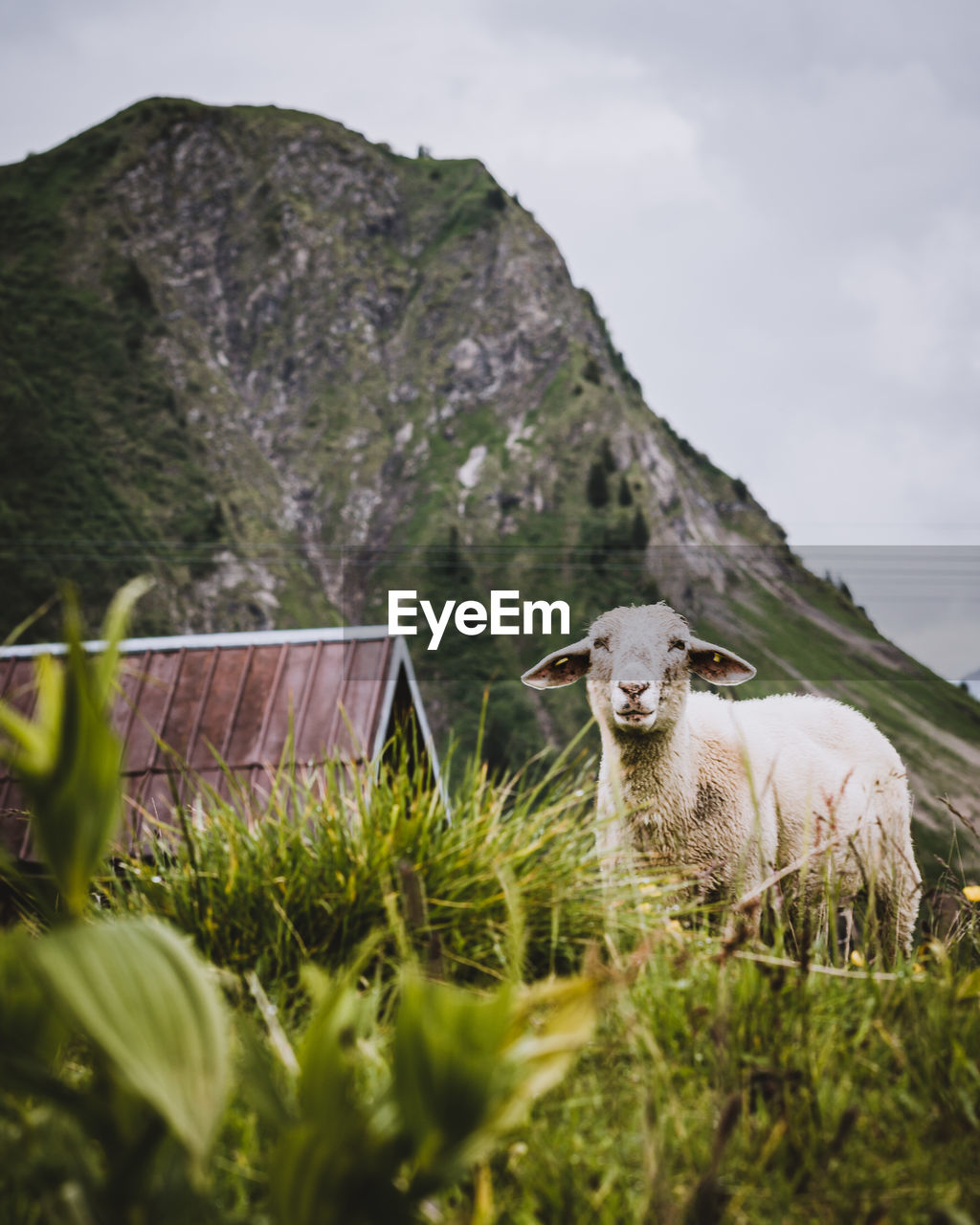 VIEW OF SHEEP ON ROCK