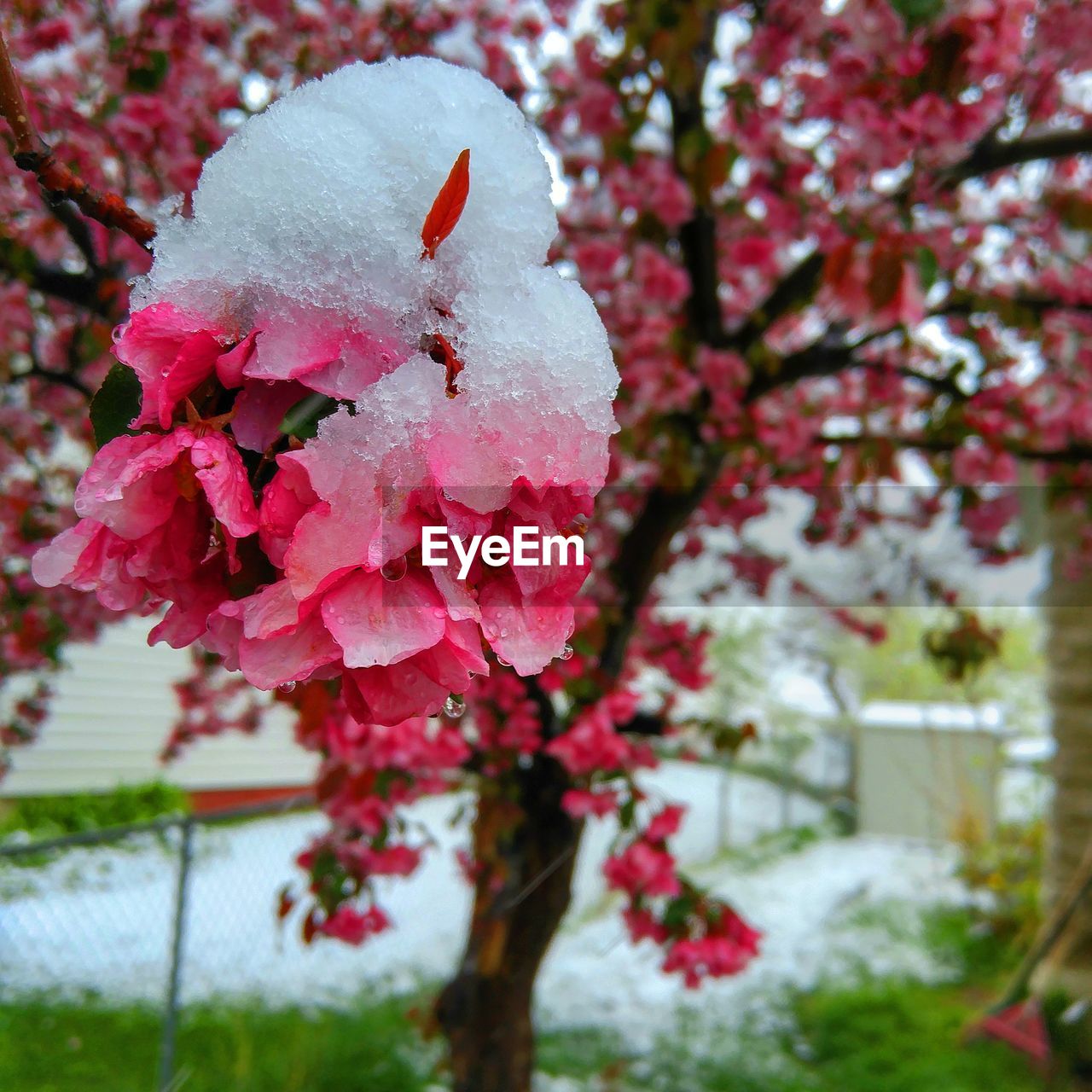 Close-up of fresh pink flowers blooming in snow