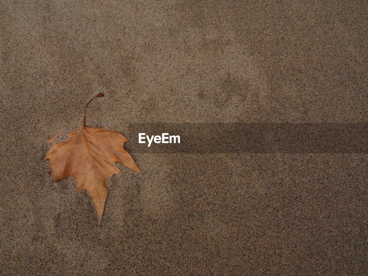 CLOSE-UP OF DRY MAPLE LEAF ON LAND