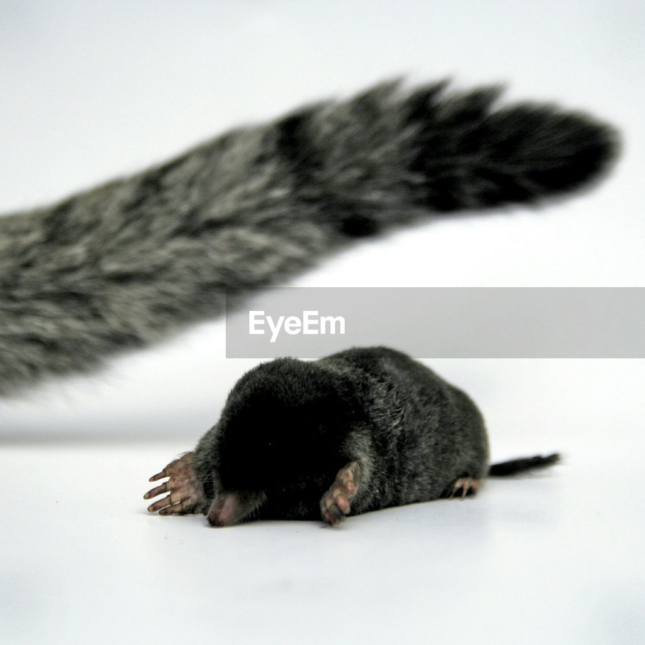 Cropped image of cat with dead rat on white background
