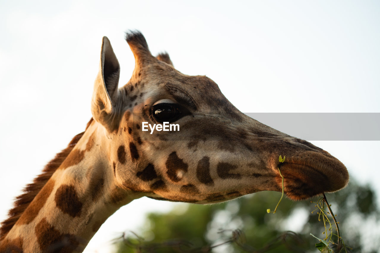 Close-up of giraffe looking away against sky