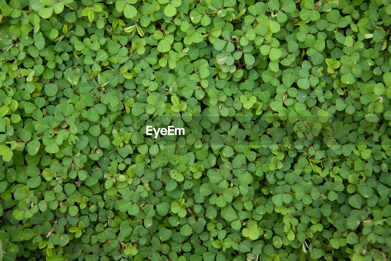 Full frame shot of green leaves