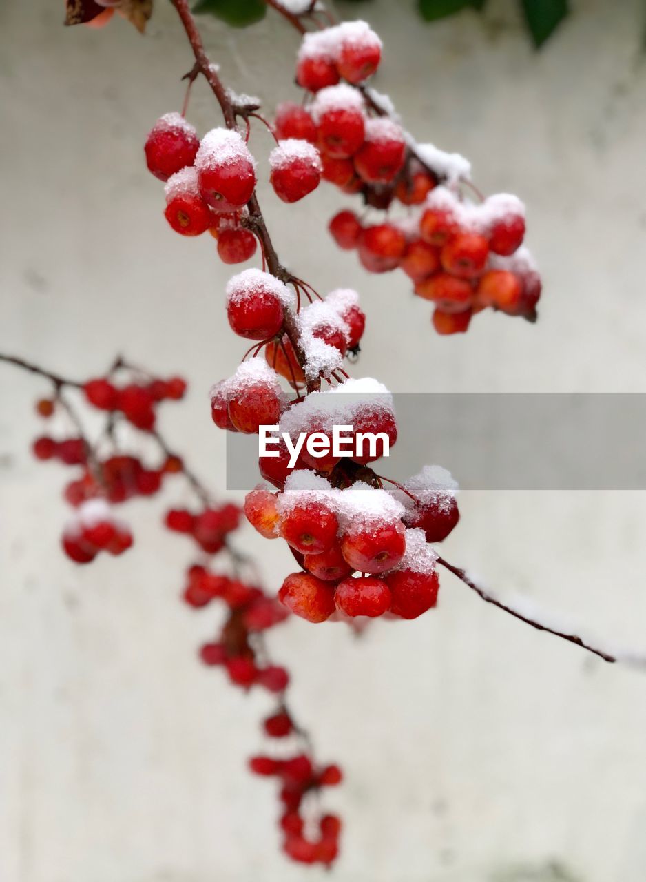 CLOSE-UP OF RED BERRIES GROWING ON TREE