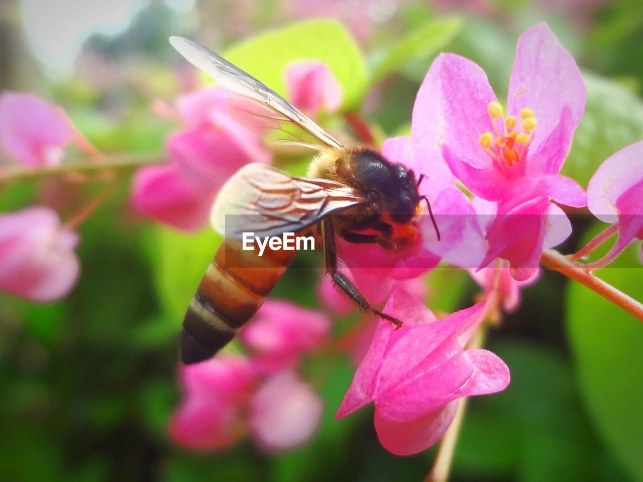 Close-up of honey bee pollinating on pink flower at park