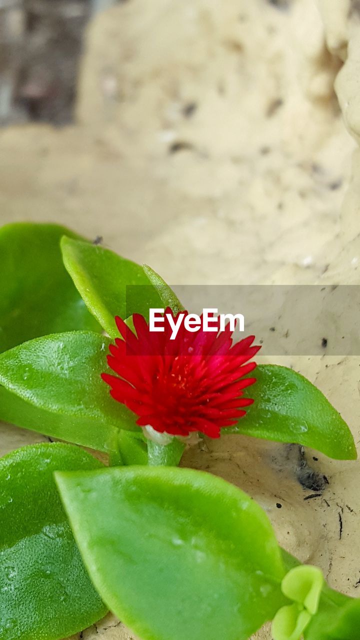 CLOSE-UP OF RED FLOWER AGAINST WATER LILY