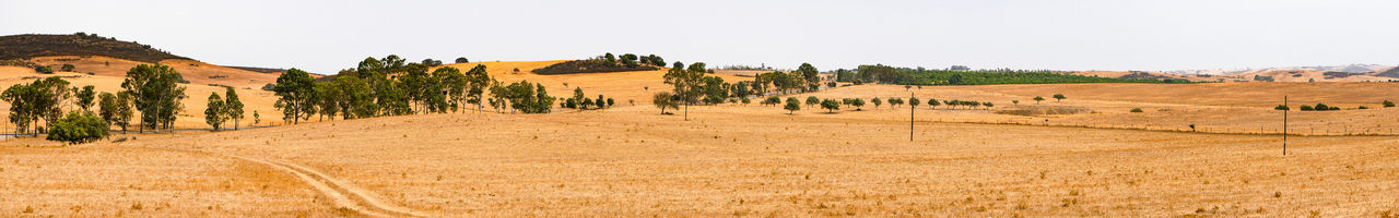 PANORAMIC SHOT OF FIELD AGAINST CLEAR SKY