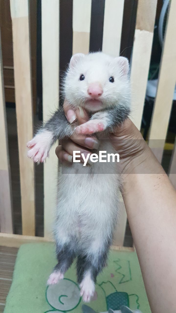 CLOSE-UP OF HAND HOLDING CAT WITH EYES