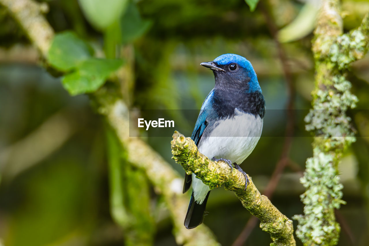 CLOSE-UP OF BIRD PERCHING ON TREE