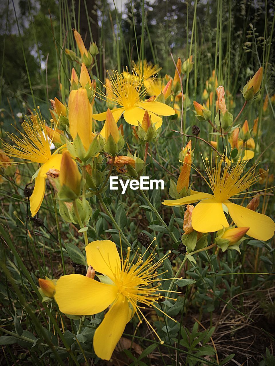 CLOSE-UP OF YELLOW FLOWERS BLOOMING ON FIELD