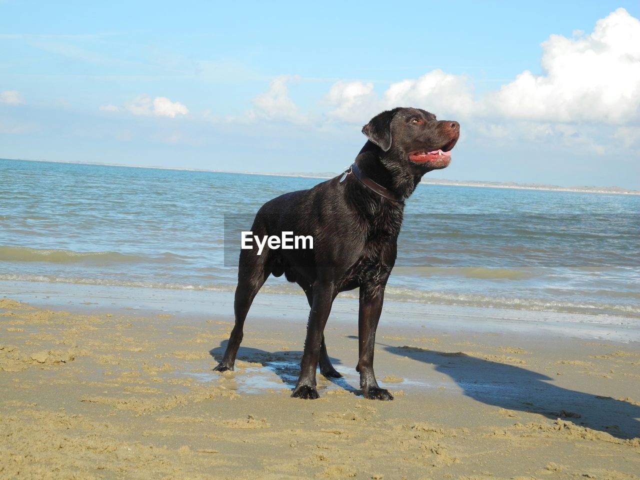 DOG STANDING ON SHORE