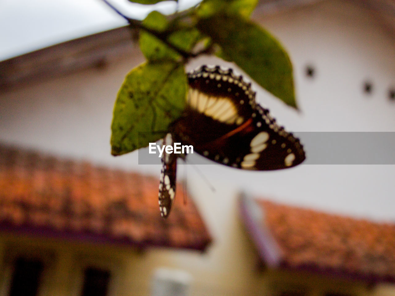 CLOSE-UP OF BUTTERFLY ON GREEN LEAF