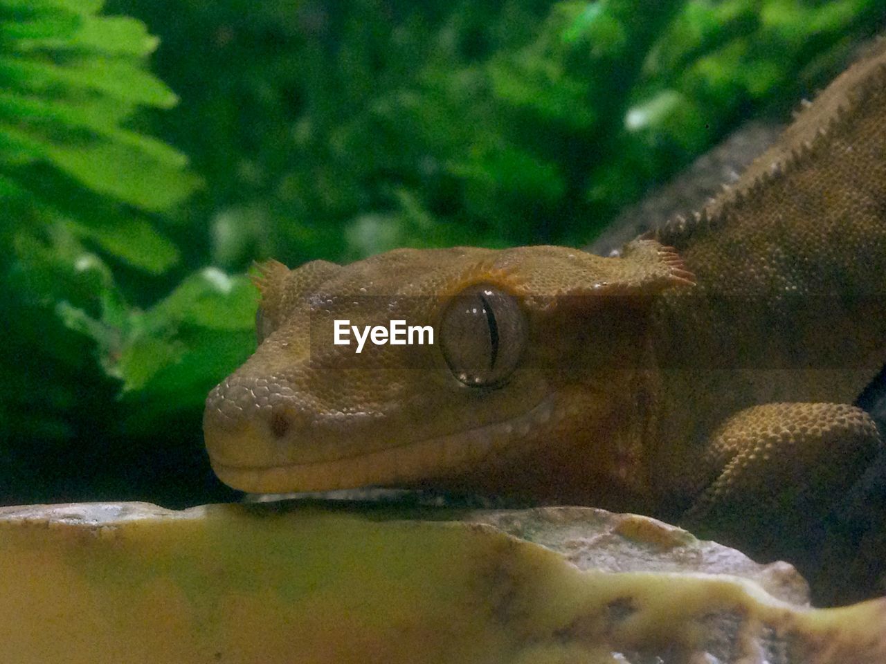 CLOSE-UP OF LIZARD IN WATER