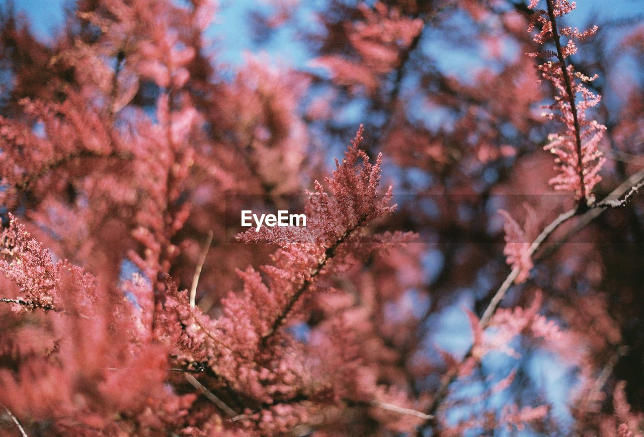 Low angle view of pink flowers growing on tree