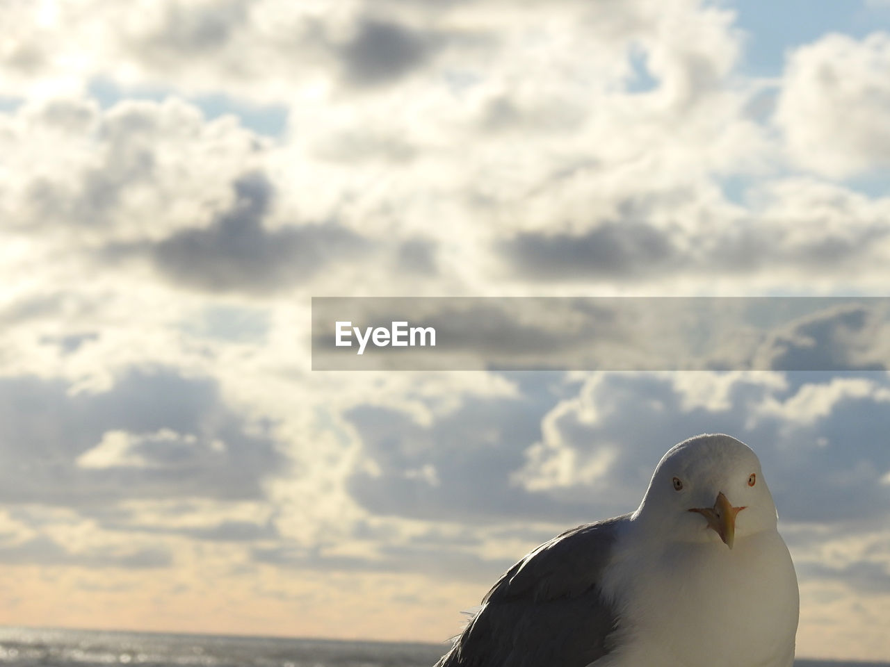 VIEW OF SEAGULL AGAINST SEA