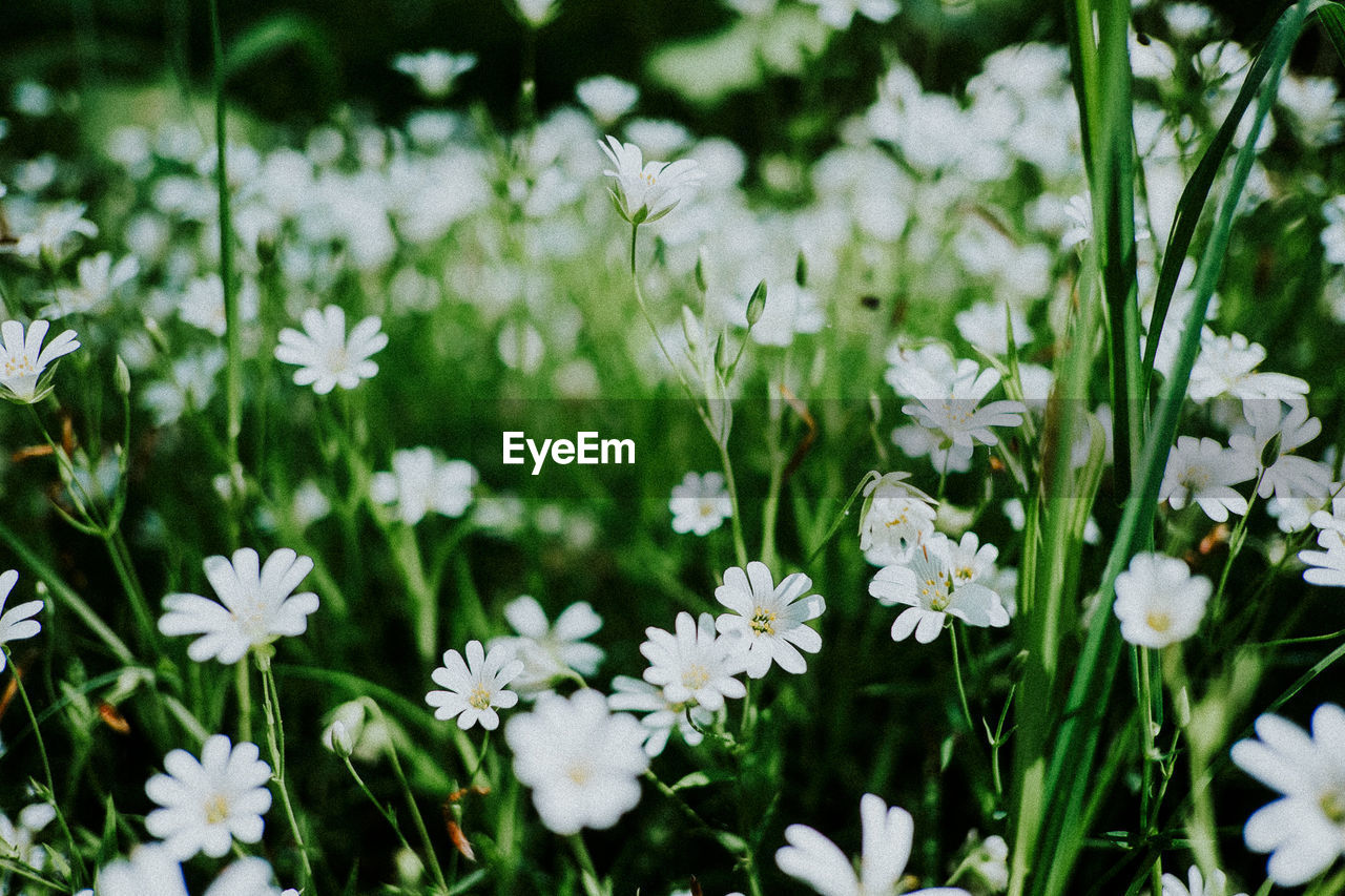 Close-up of white flowers blooming outdoors