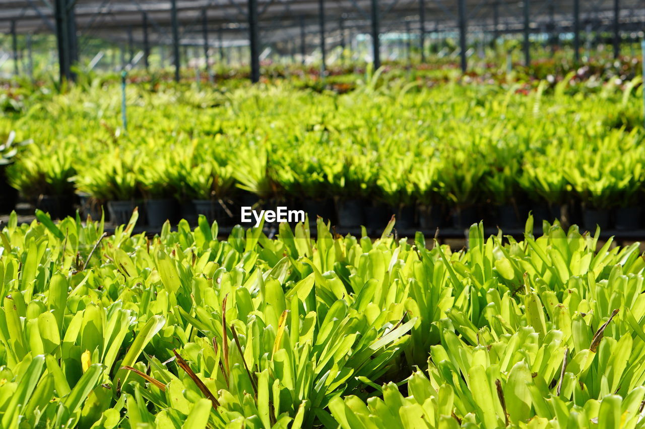 Full frame shot of plants growing on field