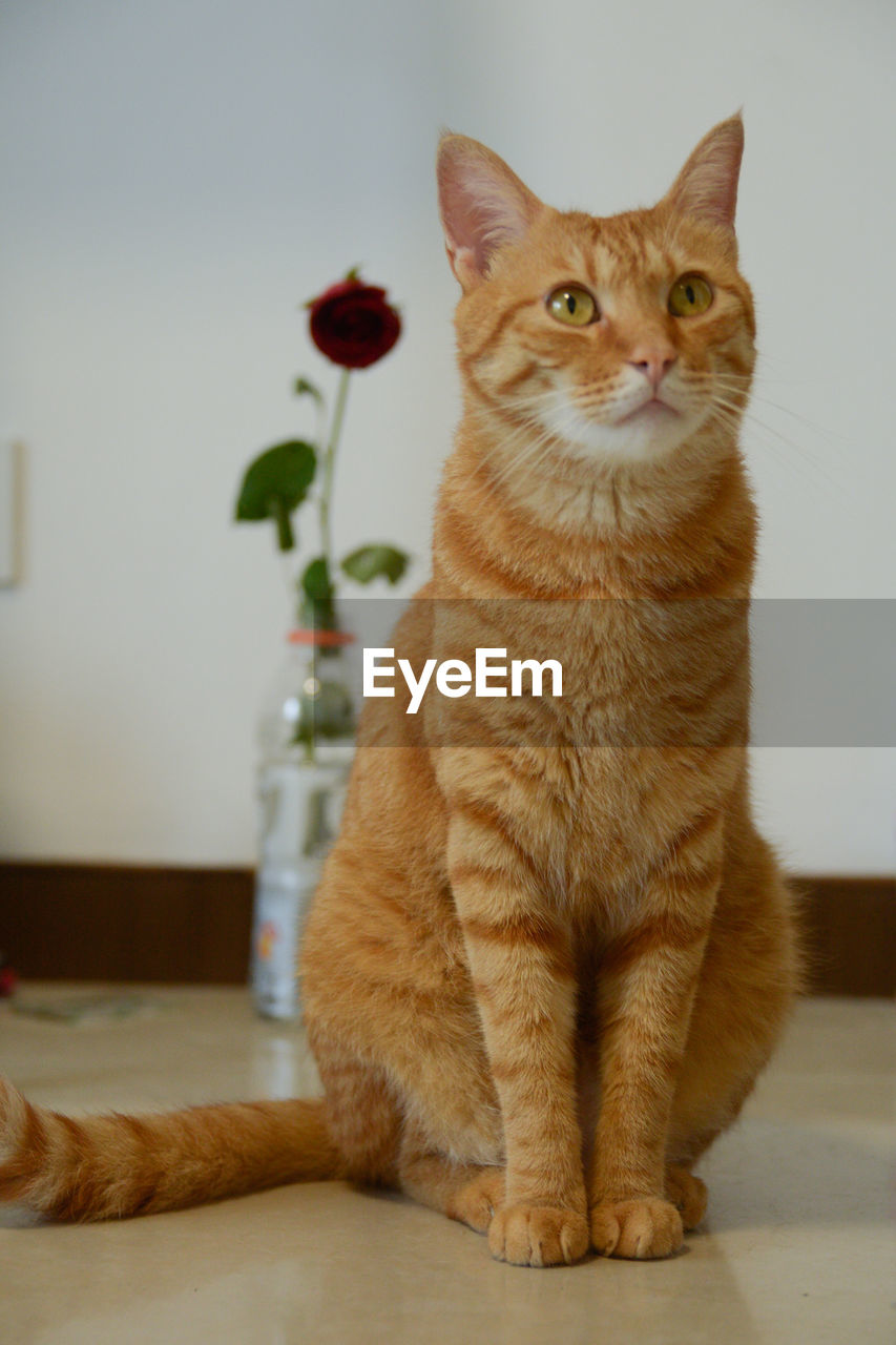 Portrait of cat sitting at home