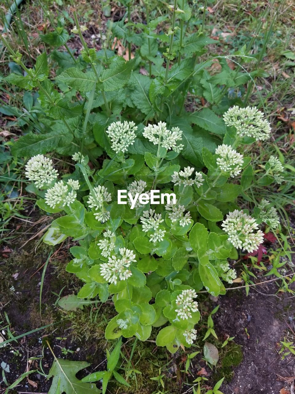 HIGH ANGLE VIEW OF WHITE FLOWERING PLANTS ON FIELD