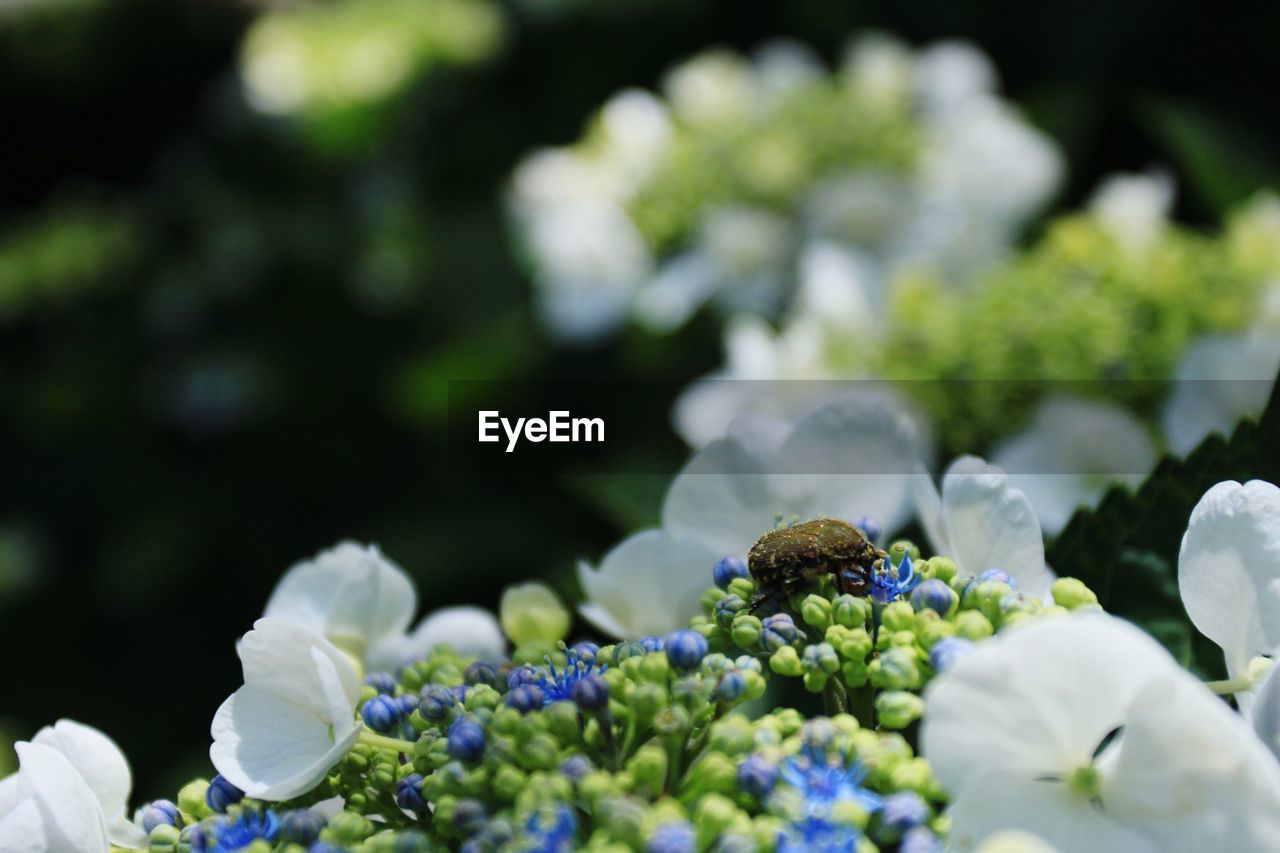 plant, flower, freshness, flowering plant, green, beauty in nature, nature, growth, food and drink, selective focus, food, no people, macro photography, blossom, close-up, healthy eating, vegetable, outdoors, agriculture, springtime, plant part, hydrangea, environmental conservation, summer, day, garden, flower head, leaf, fragility, white, botany, social issues