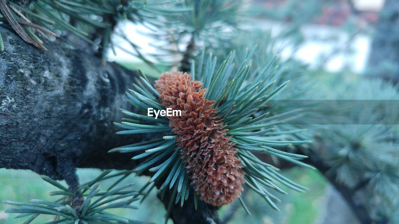 Close-up of pine cone growing on tree