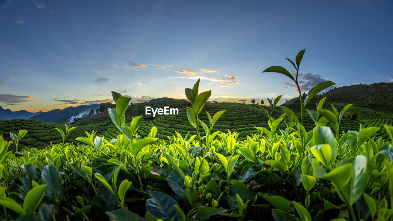 landscape, sky, plant, land, environment, field, nature, green, agriculture, crop, grass, growth, food, rural scene, food and drink, leaf, plant part, sunlight, flower, beauty in nature, rural area, plantation, corn, cloud, scenics - nature, no people, farm, vegetable, blue, outdoors, cereal plant, tree, environmental conservation, freshness, mountain, tranquility, healthy eating, jungle, summer