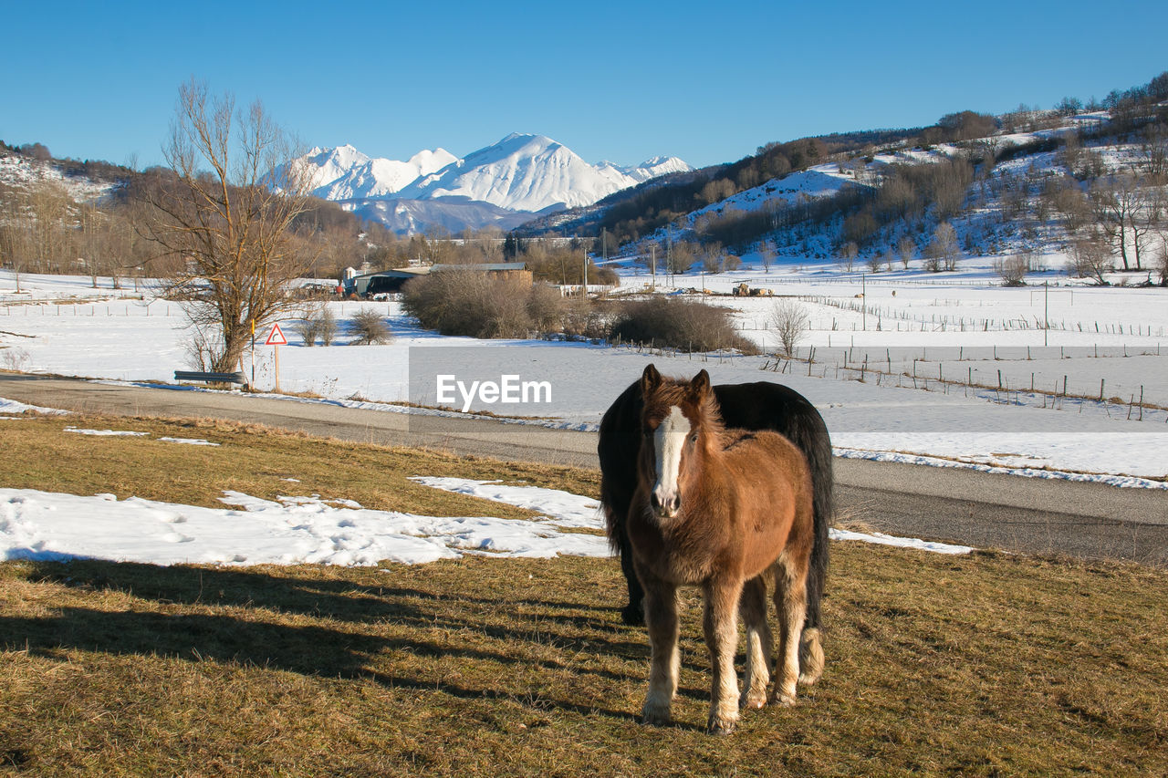 Wild horses grazing on winter mountain landscape in abruzzo