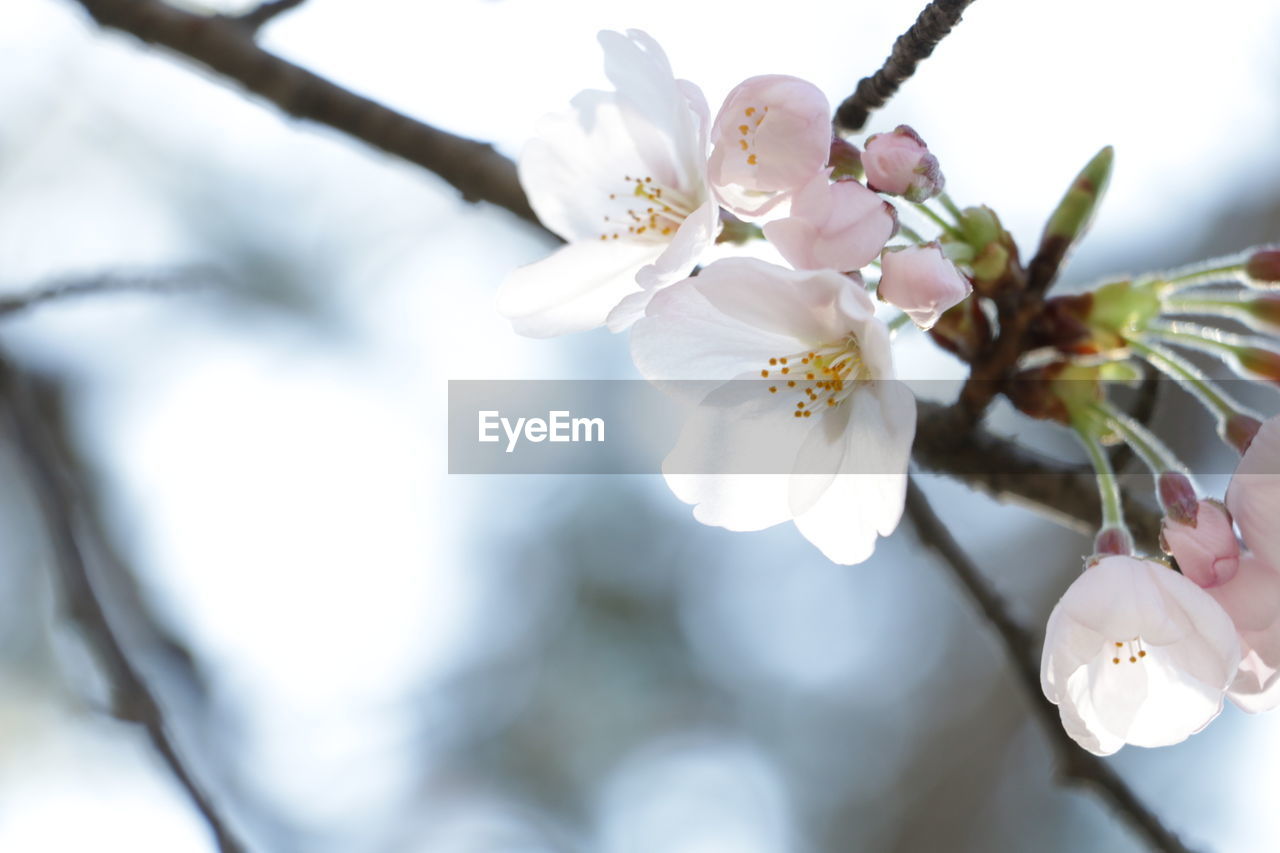 Close-up of white flowers on branch
