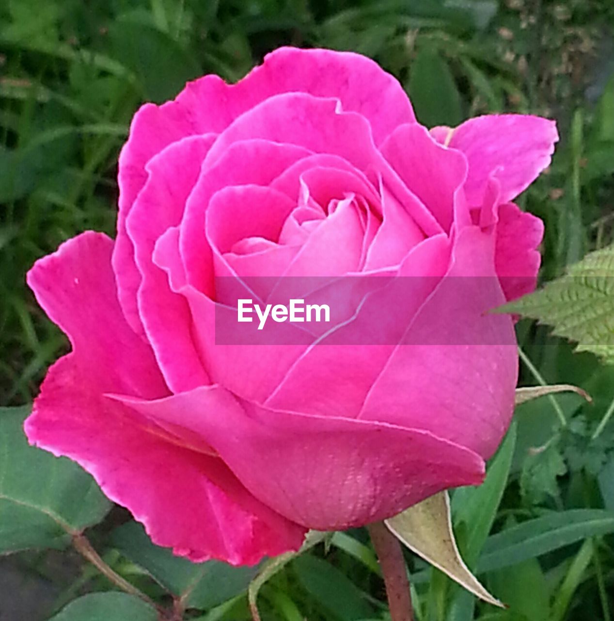 CLOSE-UP OF PINK ROSES