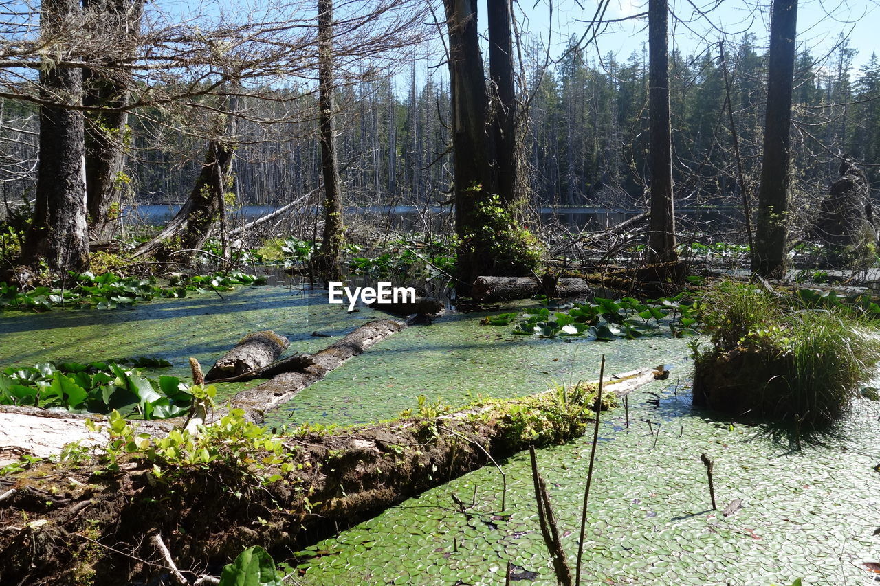 PLANTS GROWING IN FOREST