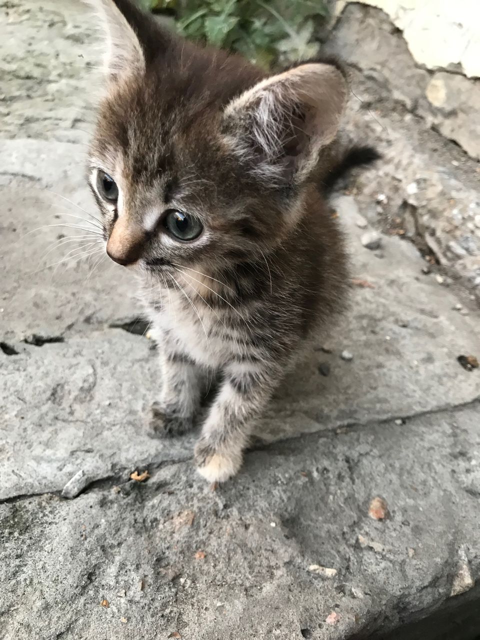 HIGH ANGLE VIEW OF KITTEN