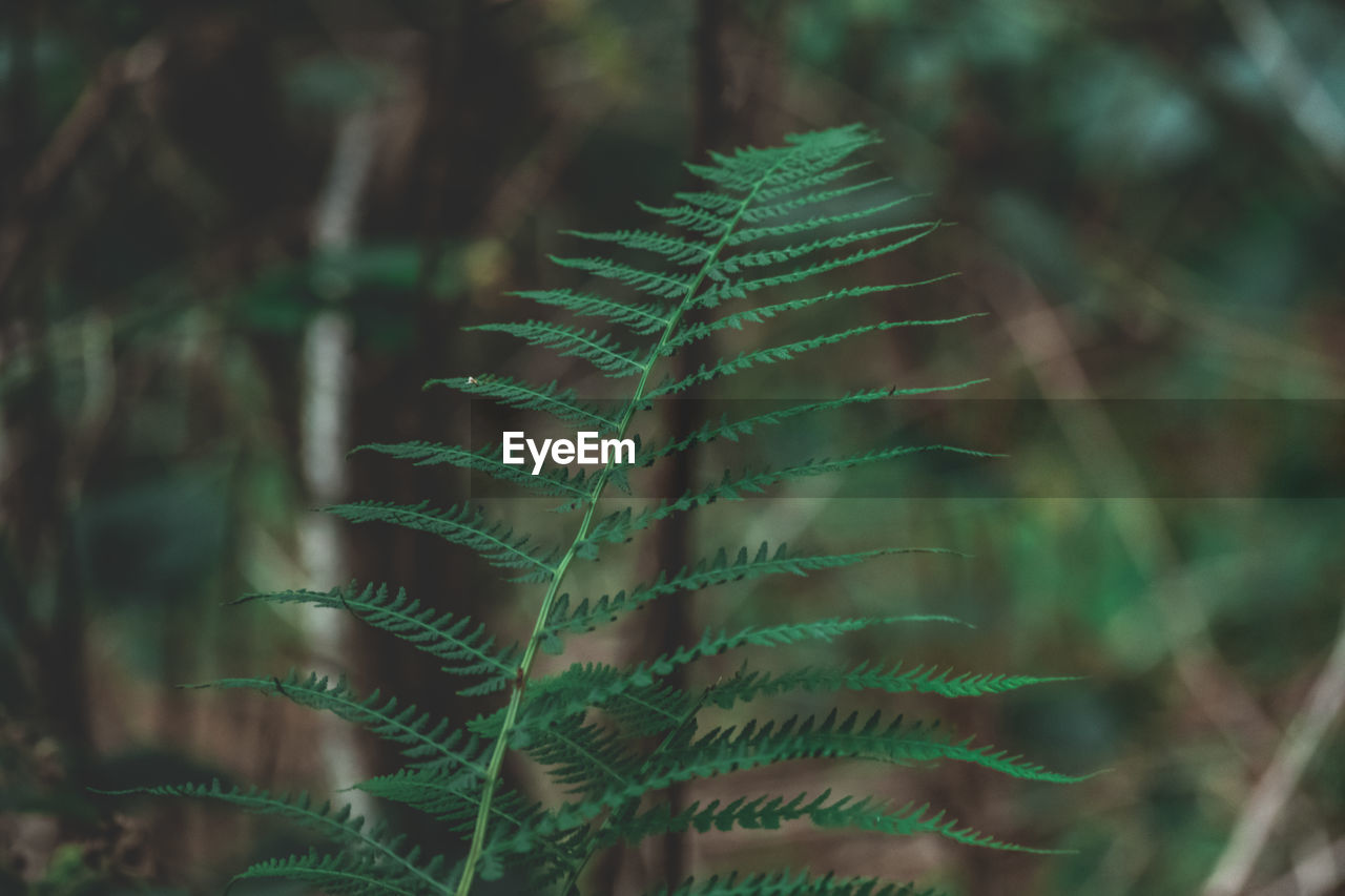 Close-up of fern in forest