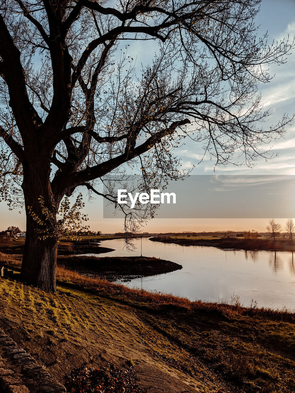 BARE TREE ON LAKESHORE AGAINST SKY DURING SUNSET