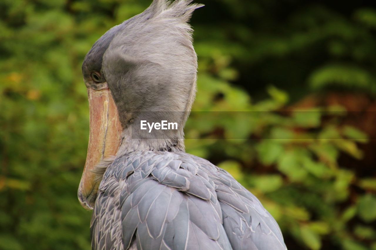 CLOSE-UP OF A BIRD PERCHING ON A LAND