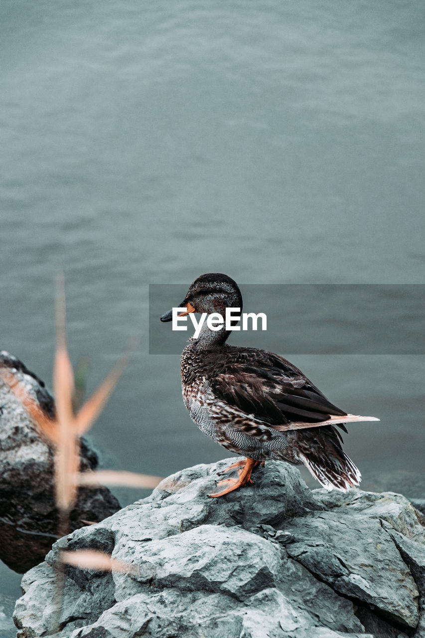 VIEW OF BIRD PERCHING ON ROCK